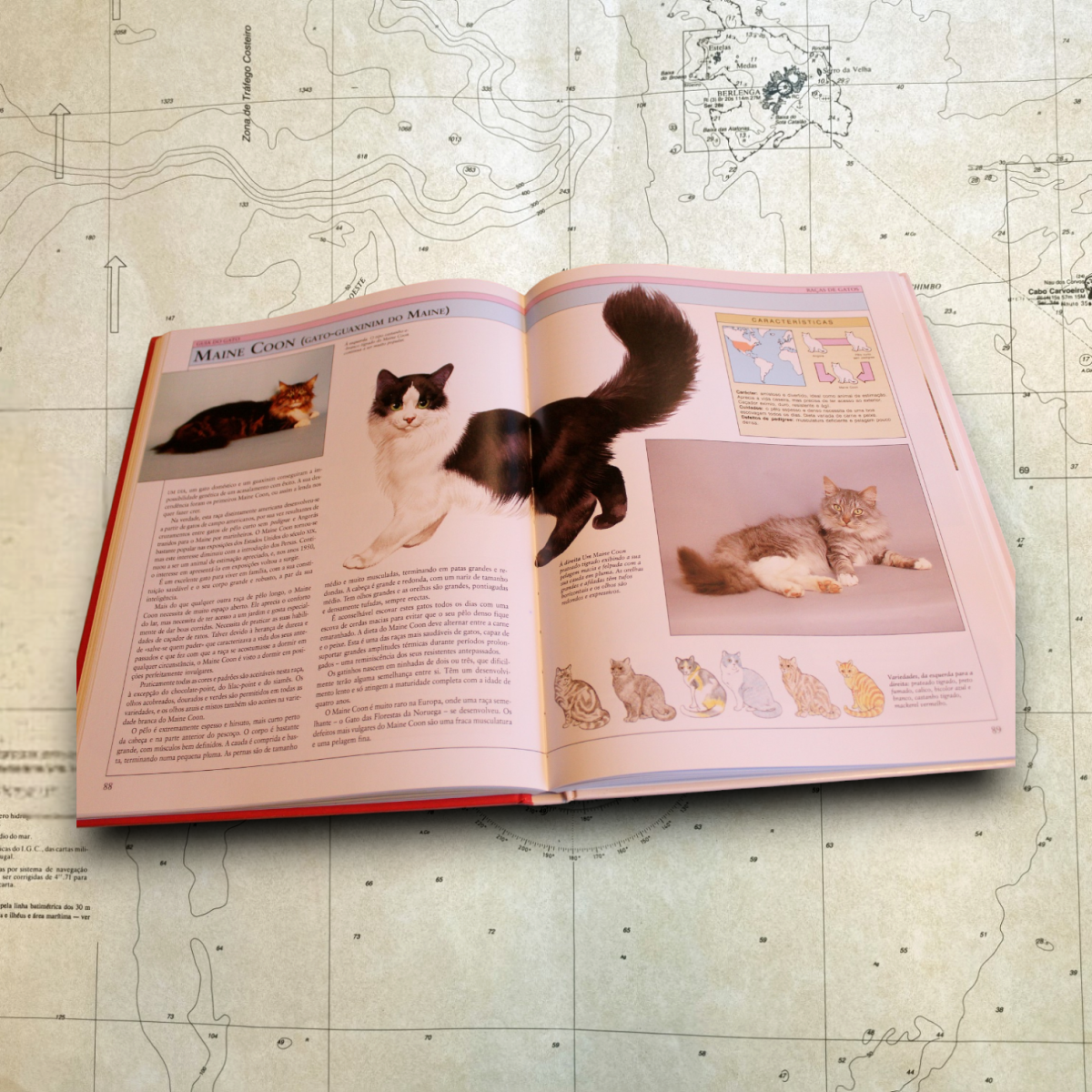 Guia do Gato - Image 3