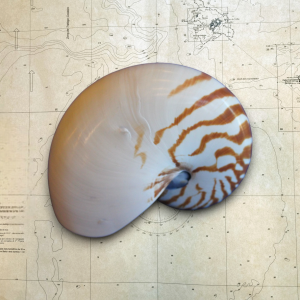 Nautilus Pompilius Natural