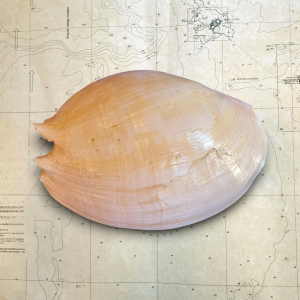 Melo Amphora